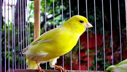 Como Reproduzir o Canário Belga