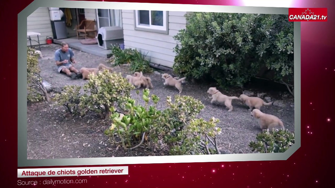 Attaque de chiots golden retriever