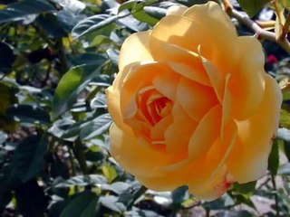 الناجيه من عذاب القبر،