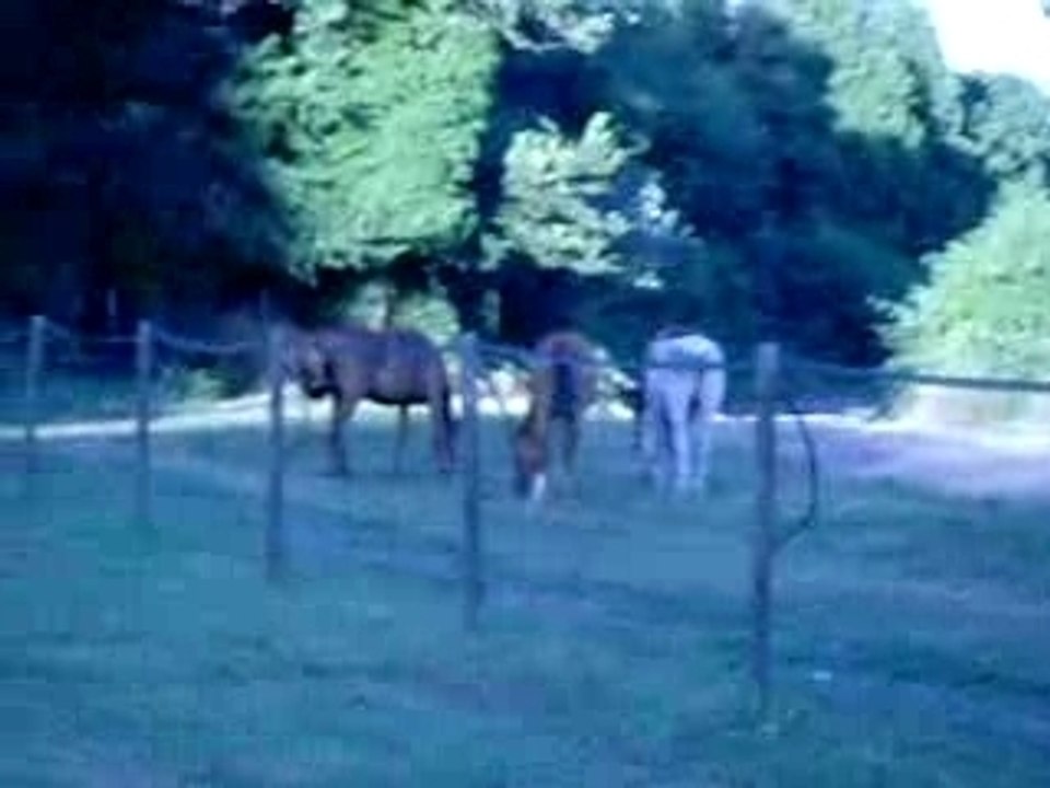 Montage sono a avignon