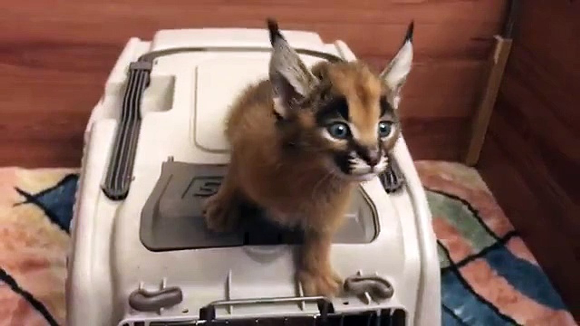 Ce Bebe Caracal Lance Un Cri Adorable Video Dailymotion