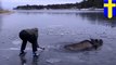 Rusa terjebak di danau beku, diselamatkan oleh sekelompok skaters - Tomonews