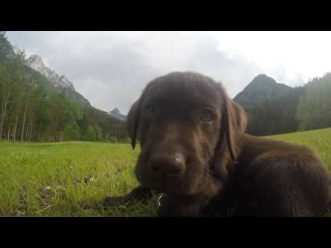 Chocolate Labrador Puppy Falls Asleep While Out Playing