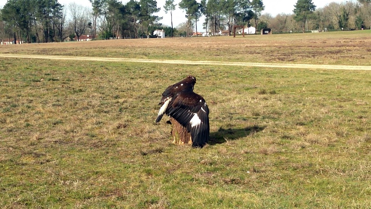 Mont-de-Marsan : Des aigles royaux contre les drones à la base aérienne