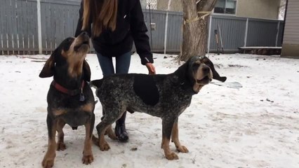 Pair of dogs love to sing their hearts out