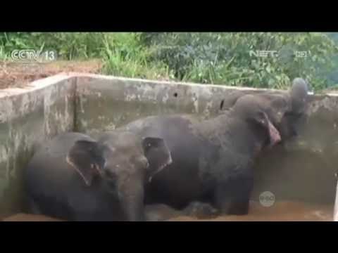 Evakuasi 3 Ekor Gajah Liar Yang Terperangkap di Bak Penampungan Air - NET5