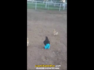 Don Giydirilince Etrafta Yaramaz Misafir Çocuğu Gibi Dolaşan Tavuk (2)