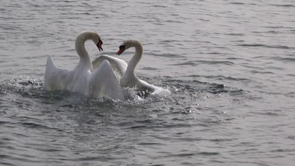 Accouplement violent de cygnes ? Non, combat entre deux mâles pour une femelle.