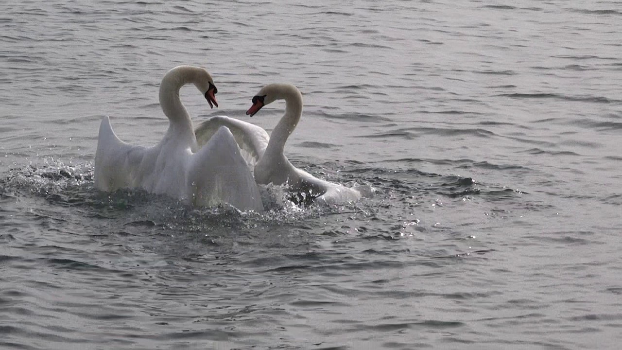 Accouplement violent de cygnes ? Non, combat entre deux mâles pour une femelle.