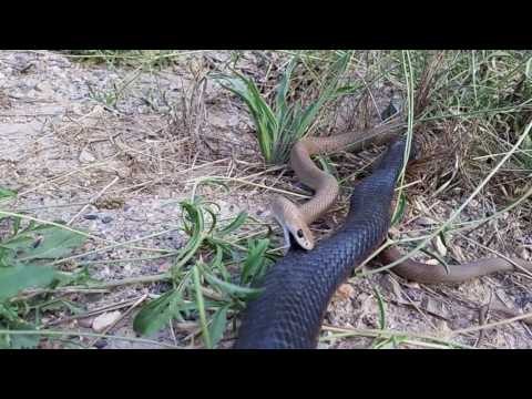 Red Bellied Black Snake Attacks Brown Snake at the Roadside
