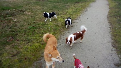 Promenade des poilus avec Froufrou