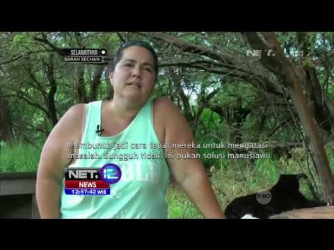 Populasi Kucing Liar di Honolulu Meningkat - NET 12