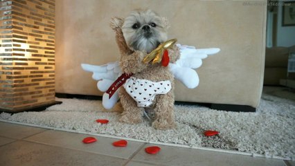 Dog transforms into Cupid to spread Valentine's Day love