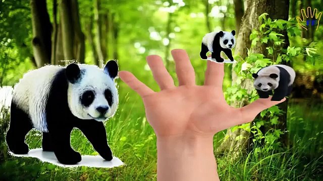 Panda Finger Family Song | Panda Cartoon For Children | Panda Finger Family Nursery Rhymes