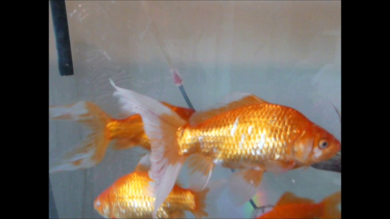 A Fish Tank Tour
