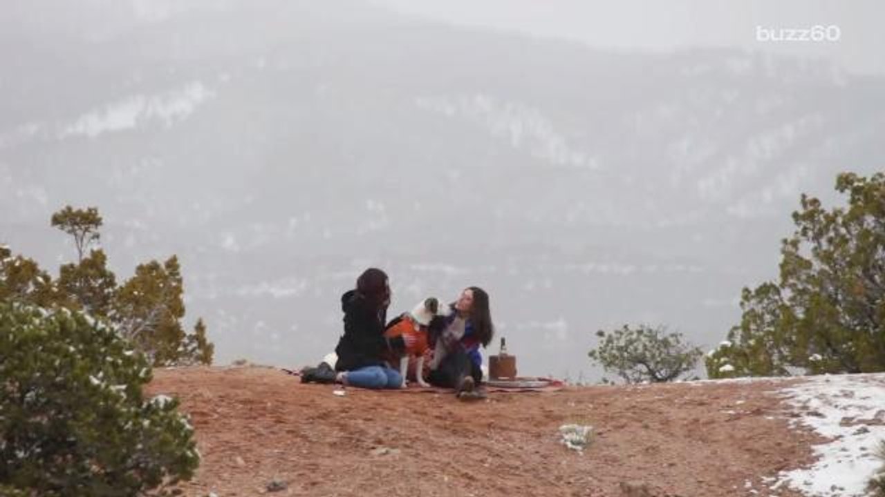 Animal Shelter Makes 'The Bachelor' Parody to Help Adopt Dogs