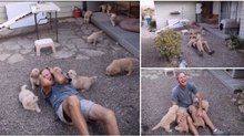 Homem indefeso recebe ataque de cães famintos por carinho e o momento é de extrema fofura