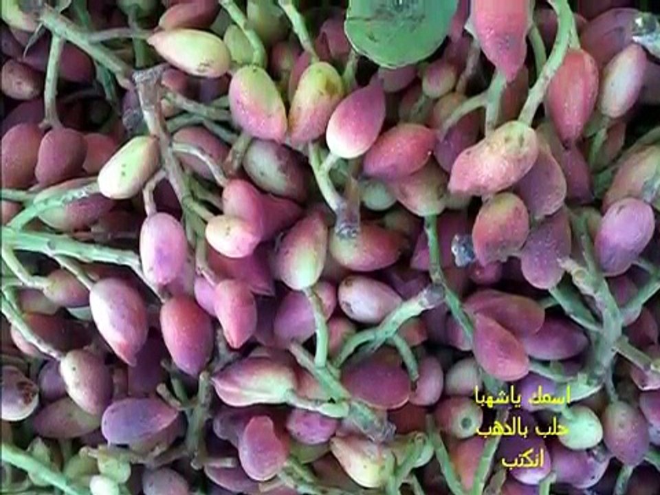 اسمك-يا-شهبا-حلب-بالدهب-انكتب