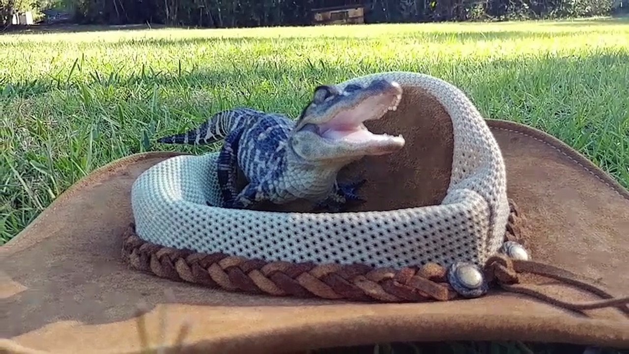 Will E. Bites Growing Up Gatorland