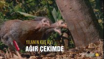 Yılanın kuş avı ağır çekimde | Video Olay