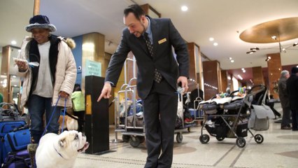 Meet the 'doggie concierge,' here to meet all your Westminster needs