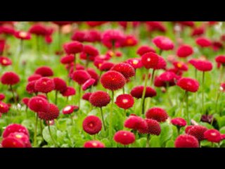 Latest marwadi  songs and dance//Rajasthani dance