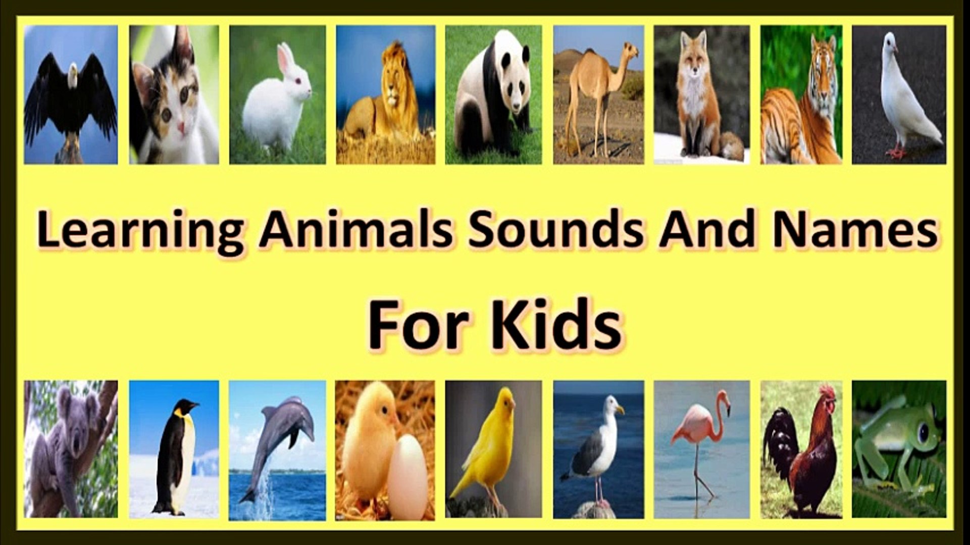 تعلم أسماء الحيوانات للاطفال | أصوات الحيوانات | أصوات الطيور - video  Dailymotion