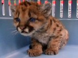 Baby Pumas