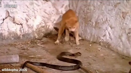 10 CRAZIEST Snake Fights Caught On Camera - Most Amazing Wild Animal Attacks