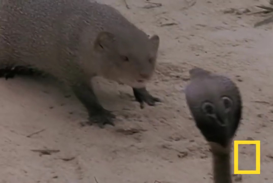 Cobra vs. Mongoose