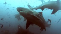 Diver Swims Surrounded by Sharks in Fiji