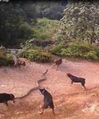 Huge King Cobra Vs a Pack of Domestic Dogs