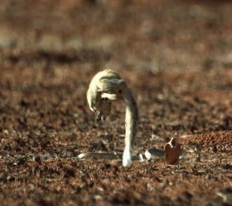 Mongoose Vs. Cobra