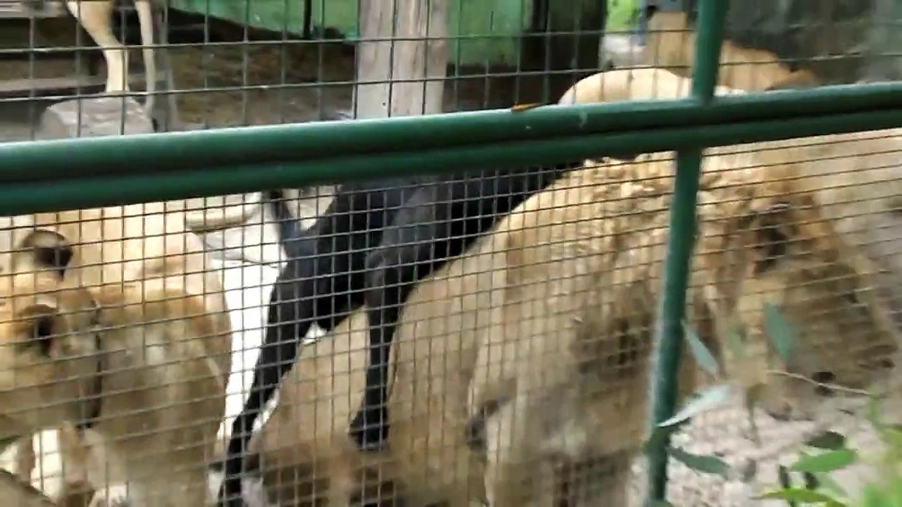 Cachorro come leão