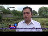 Petani Sukabumi Sukses Budidayakan Nanas Madu Asal Subang - NET5