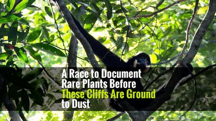 A Race to Document Rare Plants Before These Cliffs Are Ground to Dust