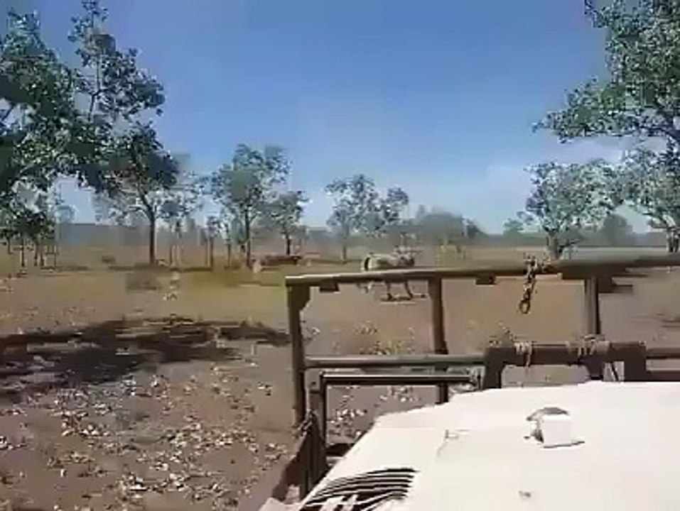 How To Catch A Running Bull