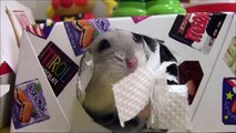 飯田祐巳が癒される♡忙しい人の為のハムスター--Hamster-of-10-seconds.