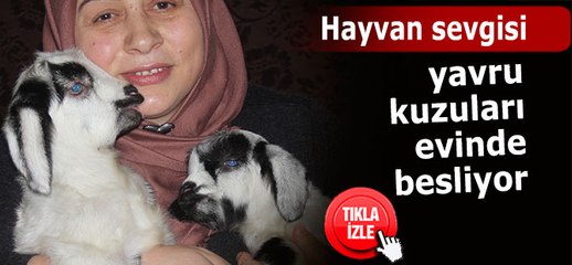 Yavru kuzuları evinde besliyor!