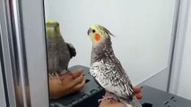 konuşan sultan papağanı