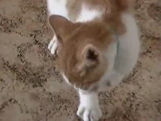 Filou le chat vs Pitchou le lion