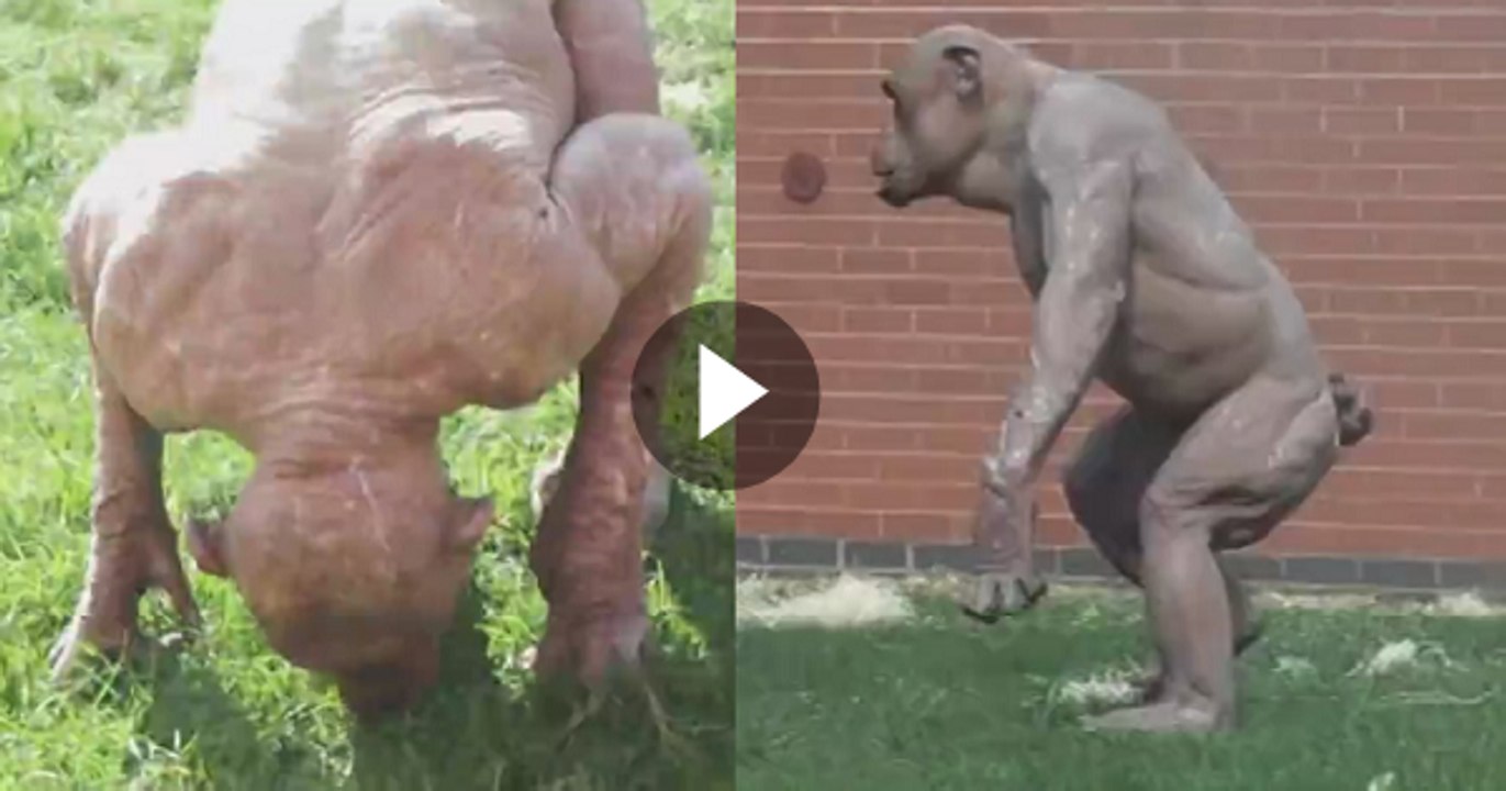 Monkey like Human Being | Monkey with man |