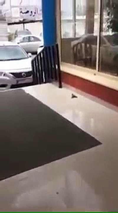 Un oiseau fait un massage cardiaque à son copain