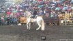 LOS DESTRUCTORES DE MEMO OCAMPO JARIPEO TOROS SALVAJES DOCUMENTAL COMPLETO RODEO FEB 2017