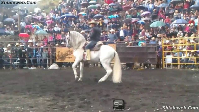 LOS DESTRUCTORES DE MEMO OCAMPO JARIPEO TOROS SALVAJES DOCUMENTAL COMPLETO RODEO FEB 2017