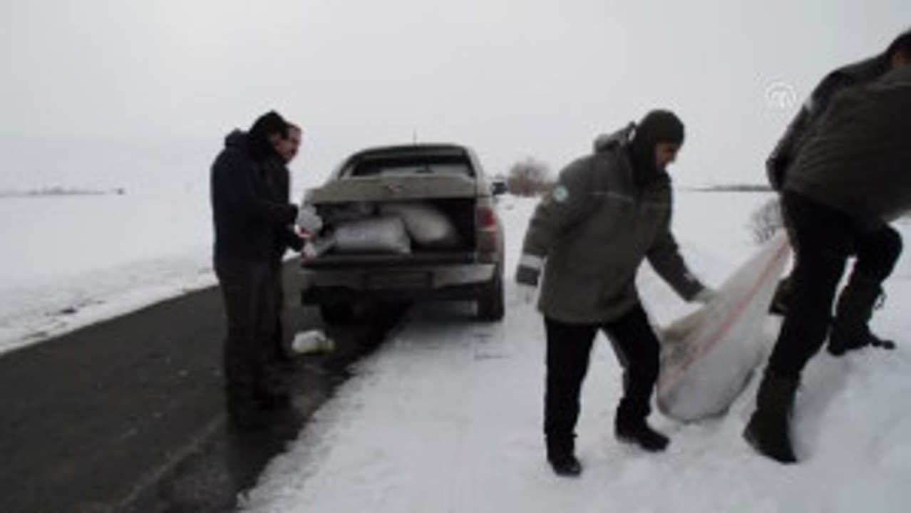 Kurt Saldırılarını Önlemek Için Doğaya Sakatat Bıraktılar