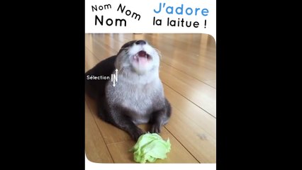 Cette adorable loutre est totalement fan de laitue