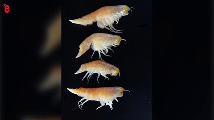 Les abysses également touchés par la pollution chimique