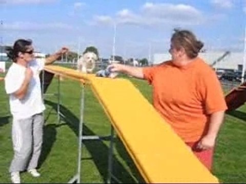 Les débuts de Charlie en Agility