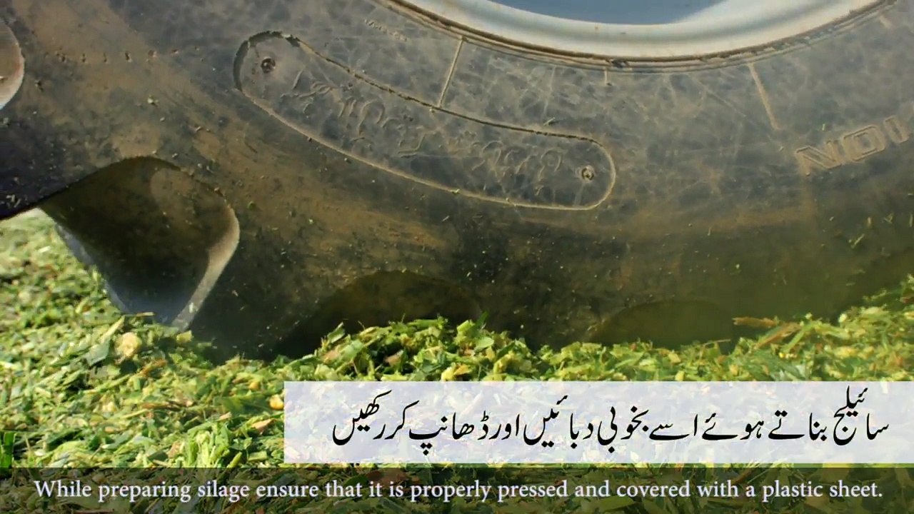 Training Video Module - Aflatoxin